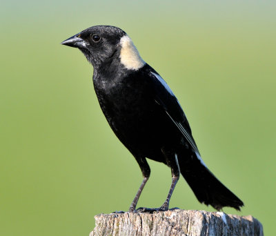 Bobolink on post