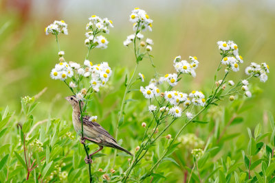 Bobolink female