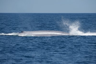 Blue Whale 1