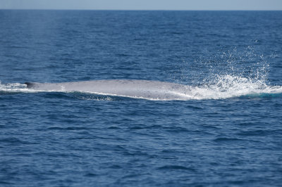 Blue Whale 2