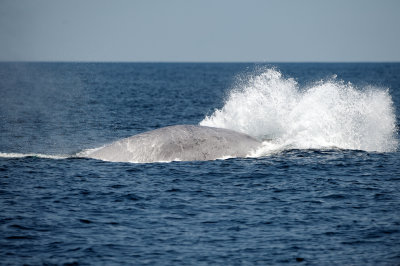 Blue Whale 3
