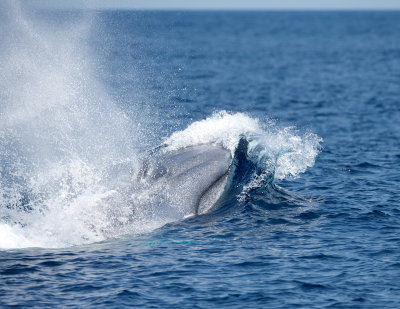 Blue Whale 6