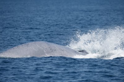 Blue Whale 8