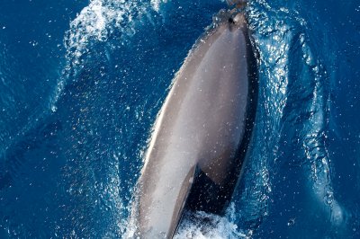 Common Dolphin surfing bow wave underfoot