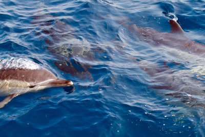 Common Dolphin 13