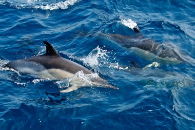 Common Dolphin 14