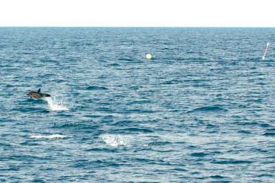 Common Dolphin approaching from a distance