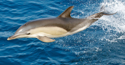 Common Dolphin 7
