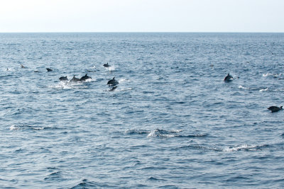 Common Dolphins approaching