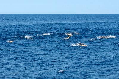 Common Dolphins riding wake