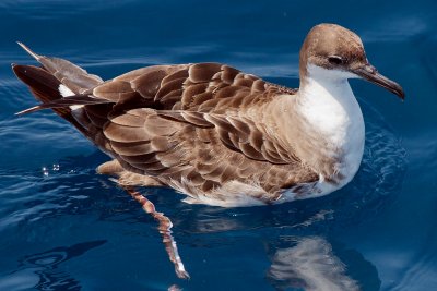 Shearwaters (Cory's, Great, Manx & Sooty)