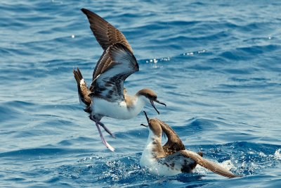 Great Shearwater argument