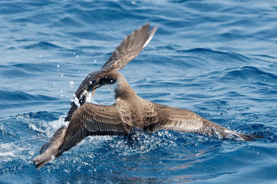 Great Shearwater argument