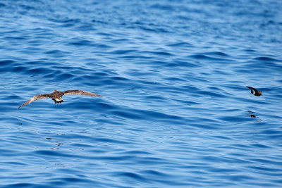Great Shearwater and Leach's Storm Petrel
