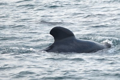 Pilot Whale