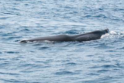 Sperm Whale