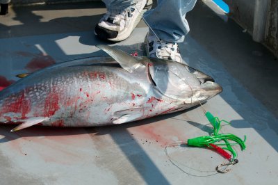 Bluefin Tuna and its nemesis squid