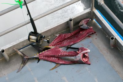Bluefin and Yellowfin Tuna carcasses