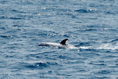 distant Gray Grampus (Risso's Dolphin)