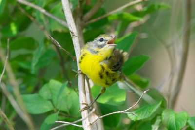 Prairie Warbler fledgling