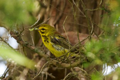 Prairie Warbler parent carrying food