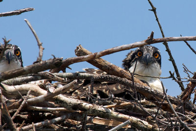 Osprey Nestlings