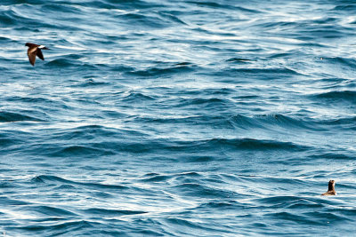 Atlantic Puffin and Wilson's Storm-Petrel