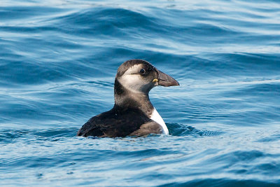 Atlantic Puffin juvenile