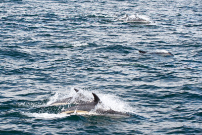 Atlantic White-Sided Dolphin