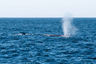 Fin Whale 1