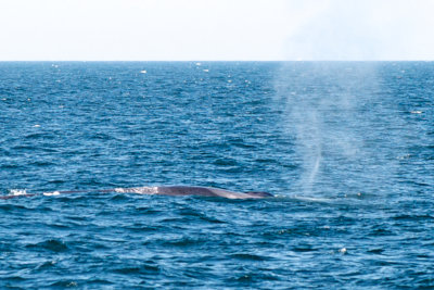 Fin Whale 2