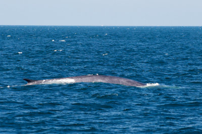Fin Whale 3