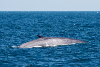 Fin Whale