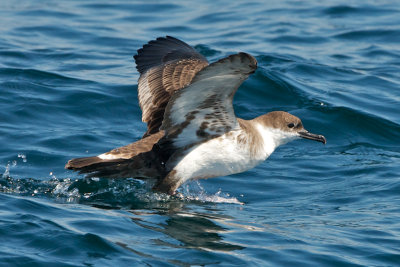 Great Shearwater