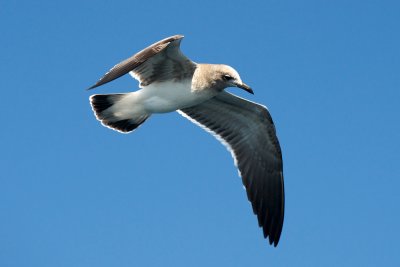 Laughing Gull juvenile