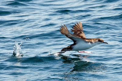 Manx Shearwater