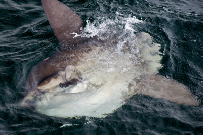 Mola Mola 2