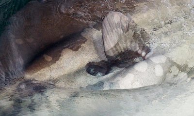 Mola Mola 2 close-up