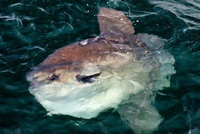 Mola Mola