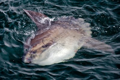 Mola Mola