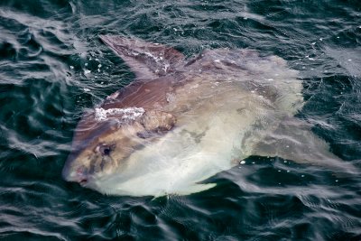 Mola Mola