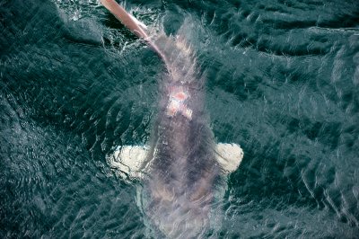 Mola Mola from above