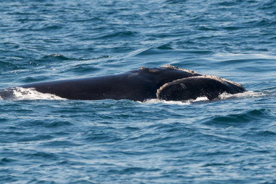 North Atlantic Right Whale on surface