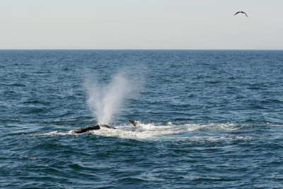 North Atlantic Right Whale blowing
