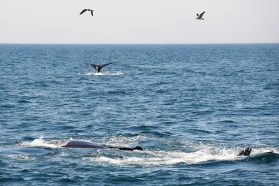 North Atlantic Right Whales