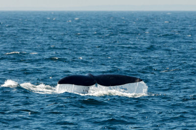 North Atlantic Right Whale diving