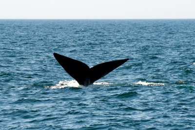 North Atlantic Right Whale flukes
