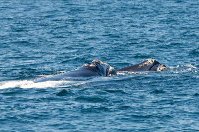 North Atlantic Right Whales Frolicking