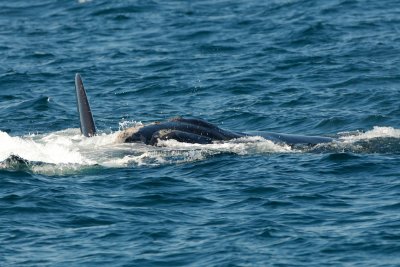 North Atlantic Right Whales