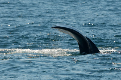 North Atlantic Right Whale diving 2